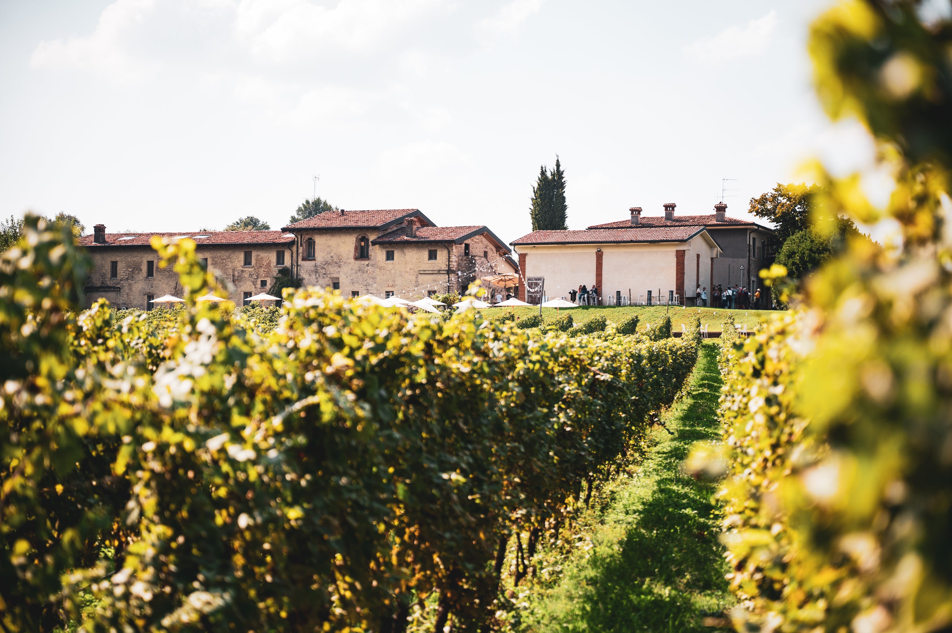 Pic Nic bordo vigna
