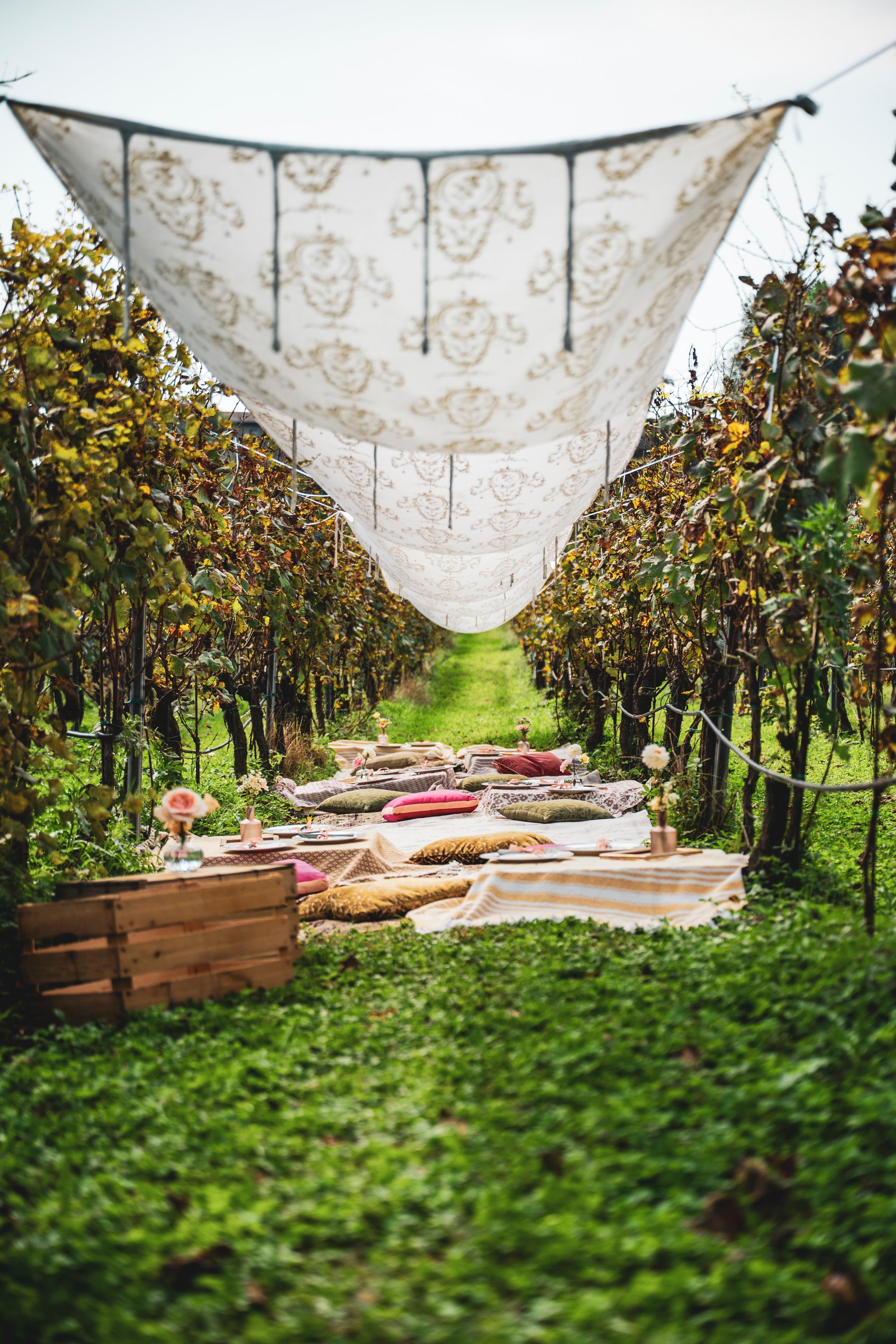 Pic Nic bordo vigna