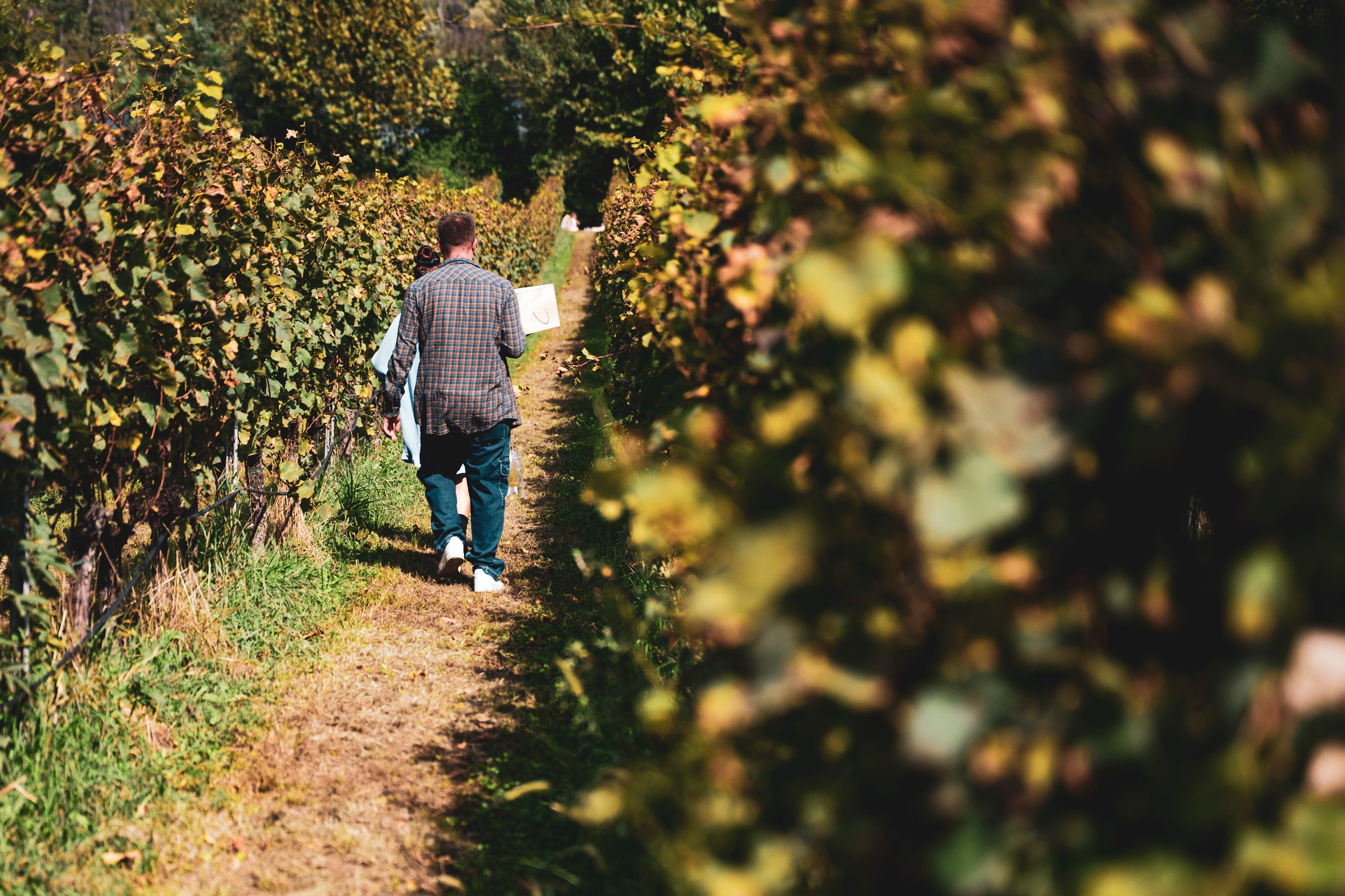 Pic Nic bordo vigna