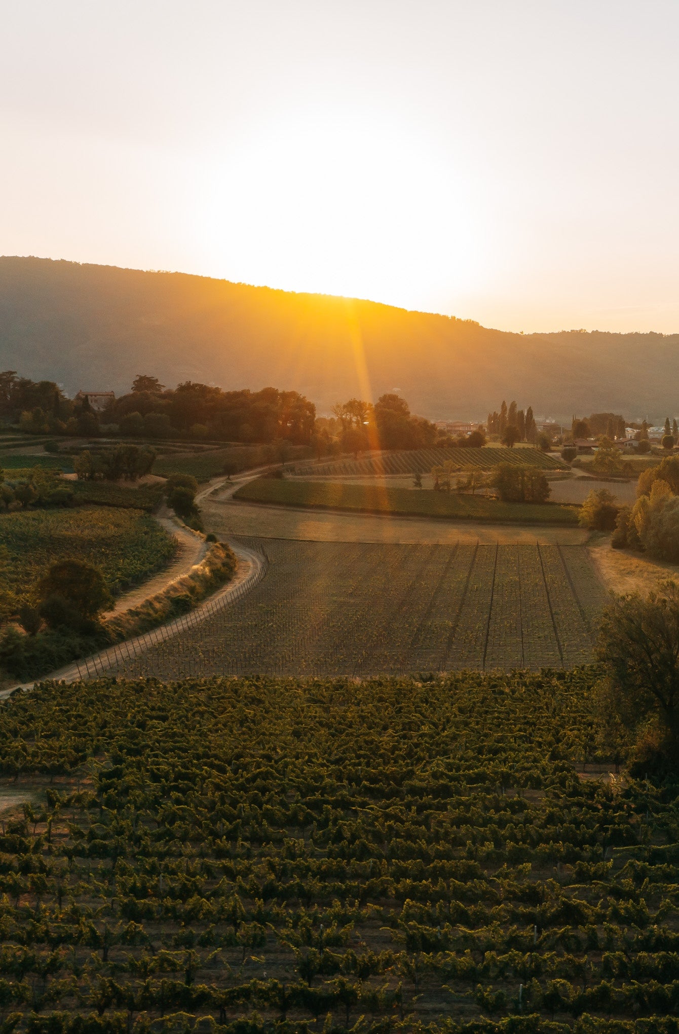Wine Walking tour