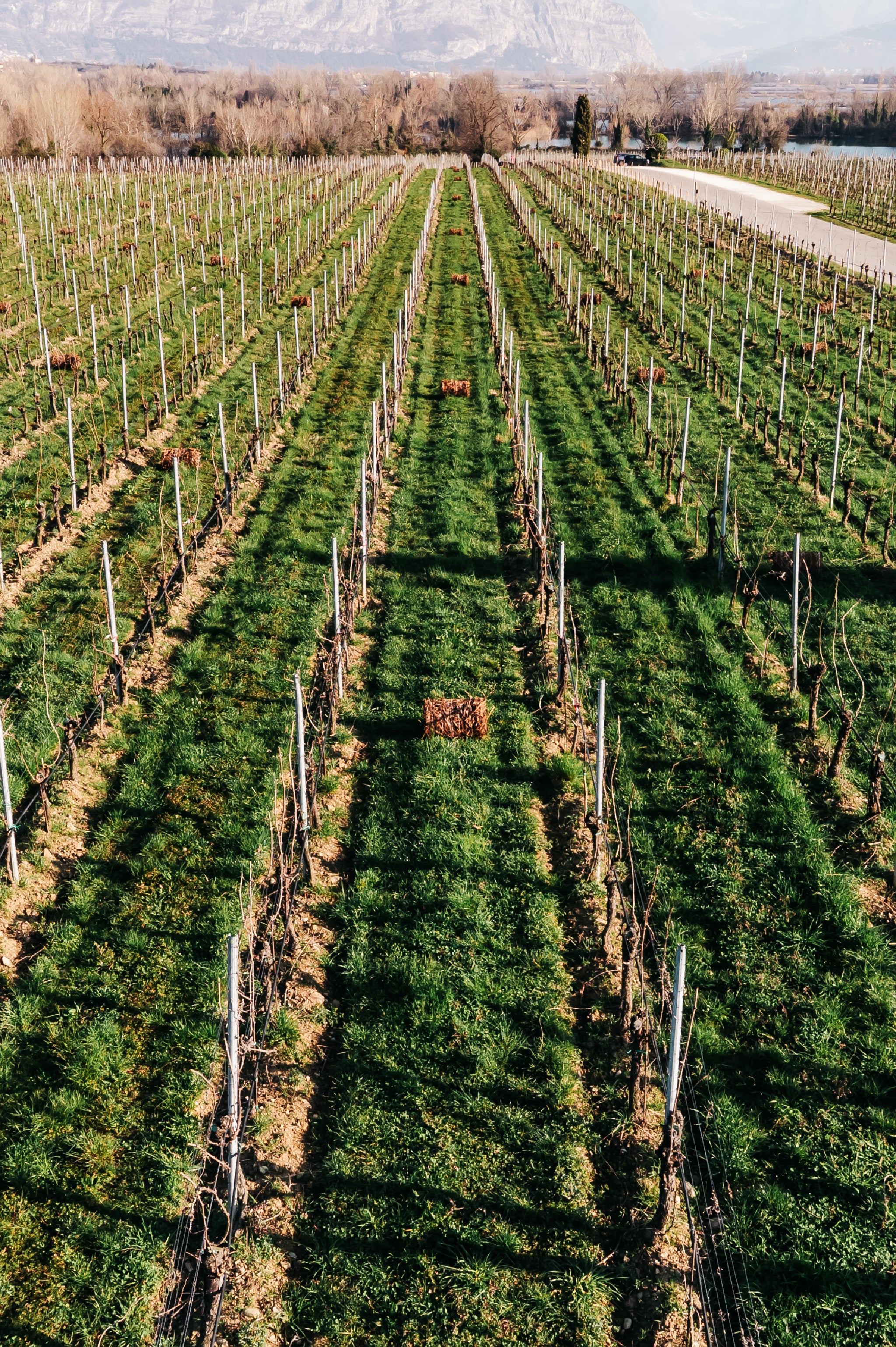 FESTIVAL DI PRIMAVERA