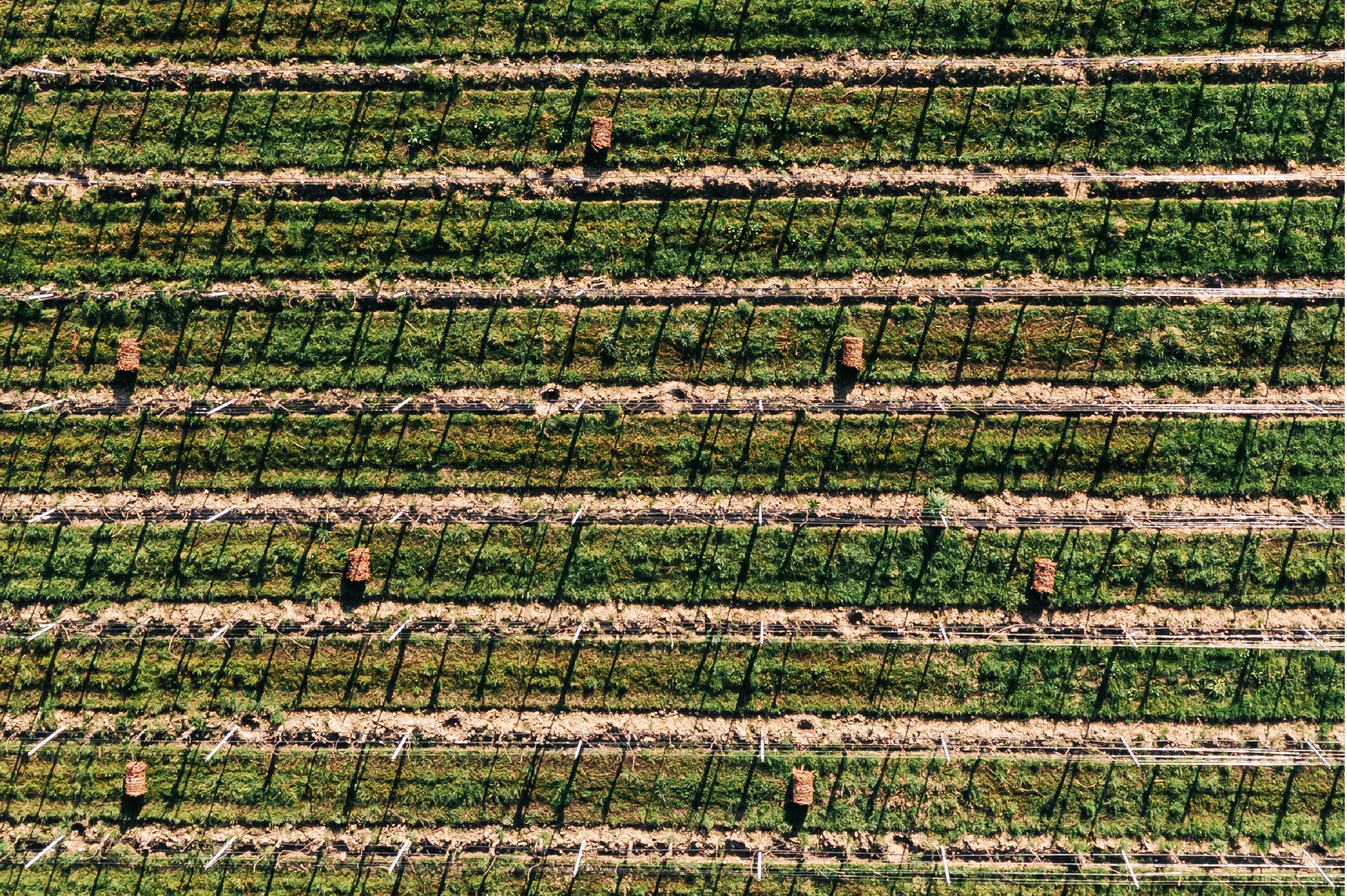 FESTIVAL DI PRIMAVERA