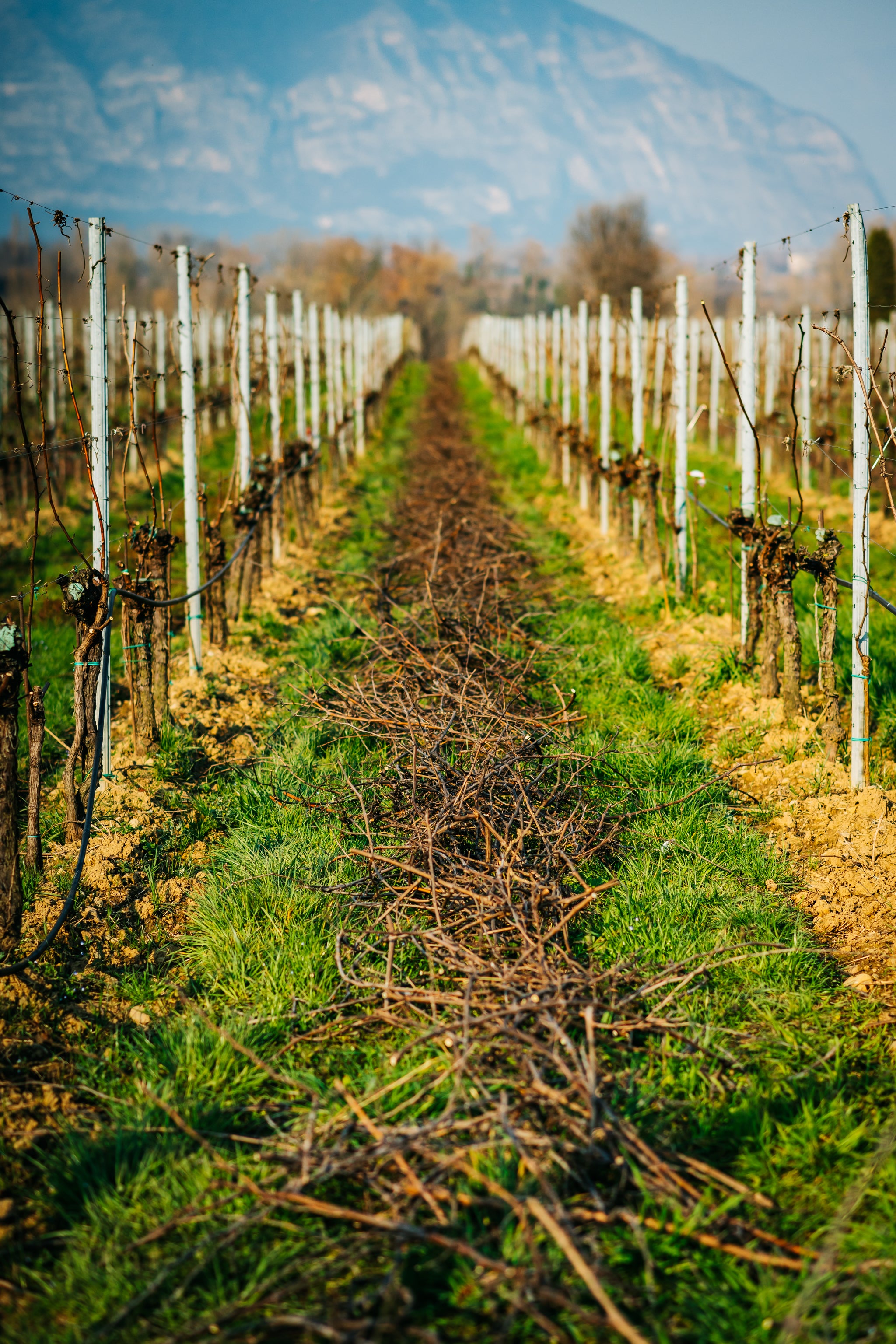 FESTIVAL DI PRIMAVERA